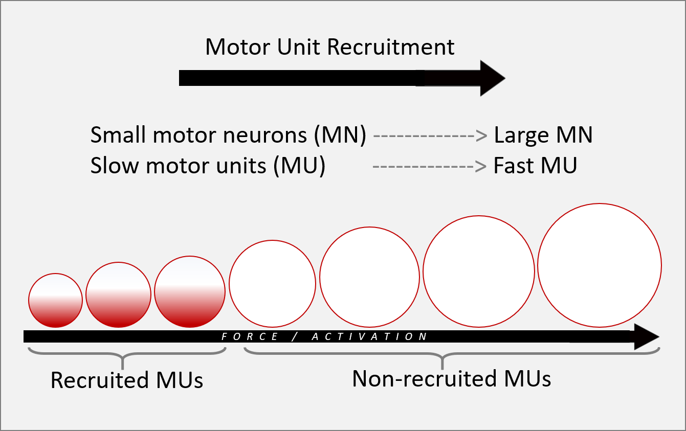 Henneman-Size-Principle-MU-Recruitment-graphic-2