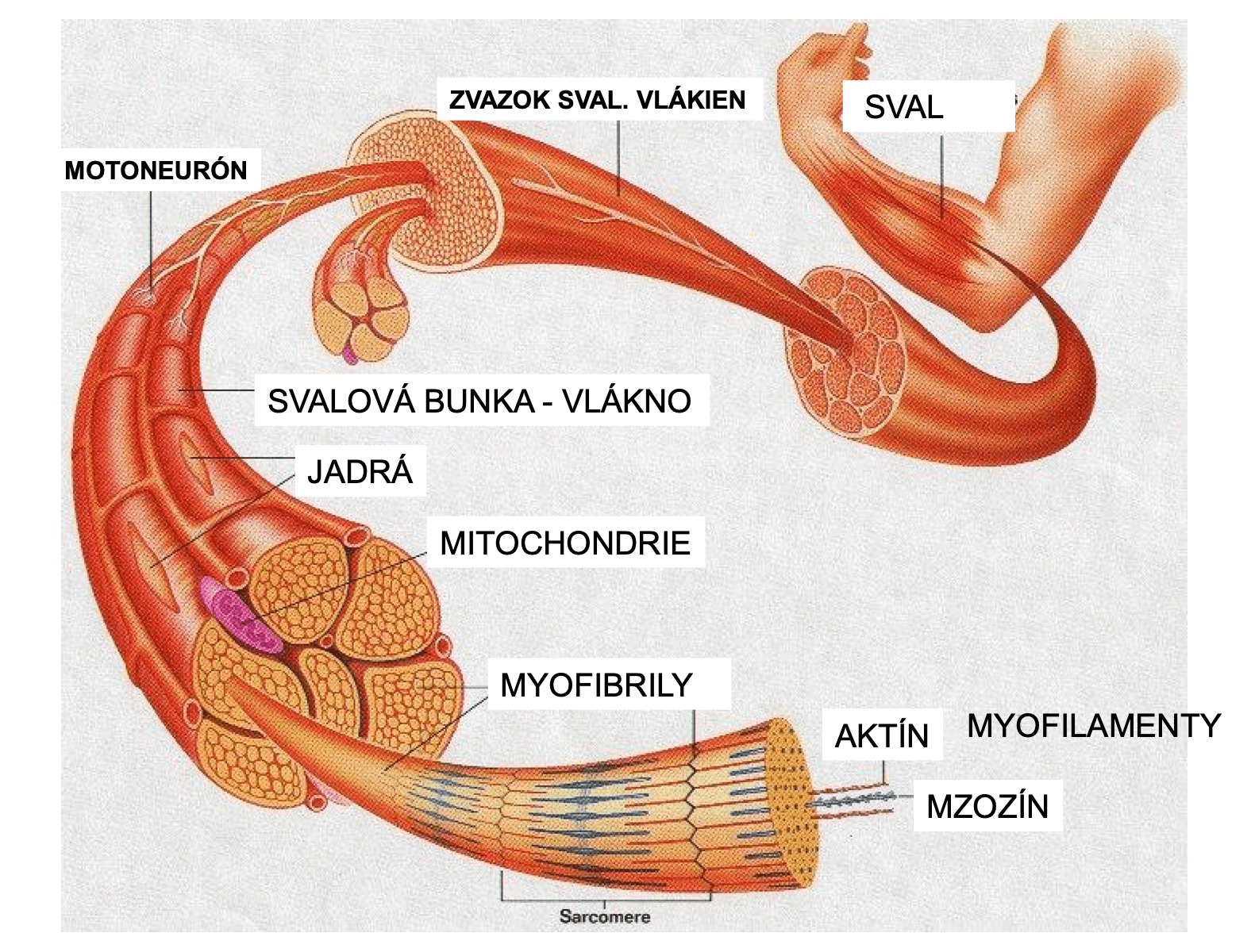 Sval