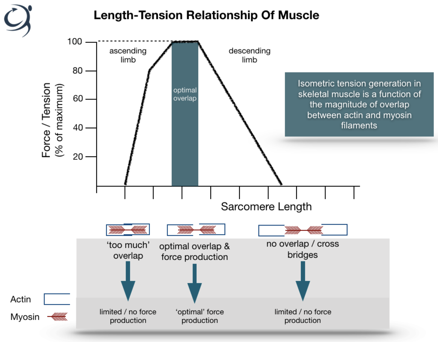 Length Tension relationship of muscle