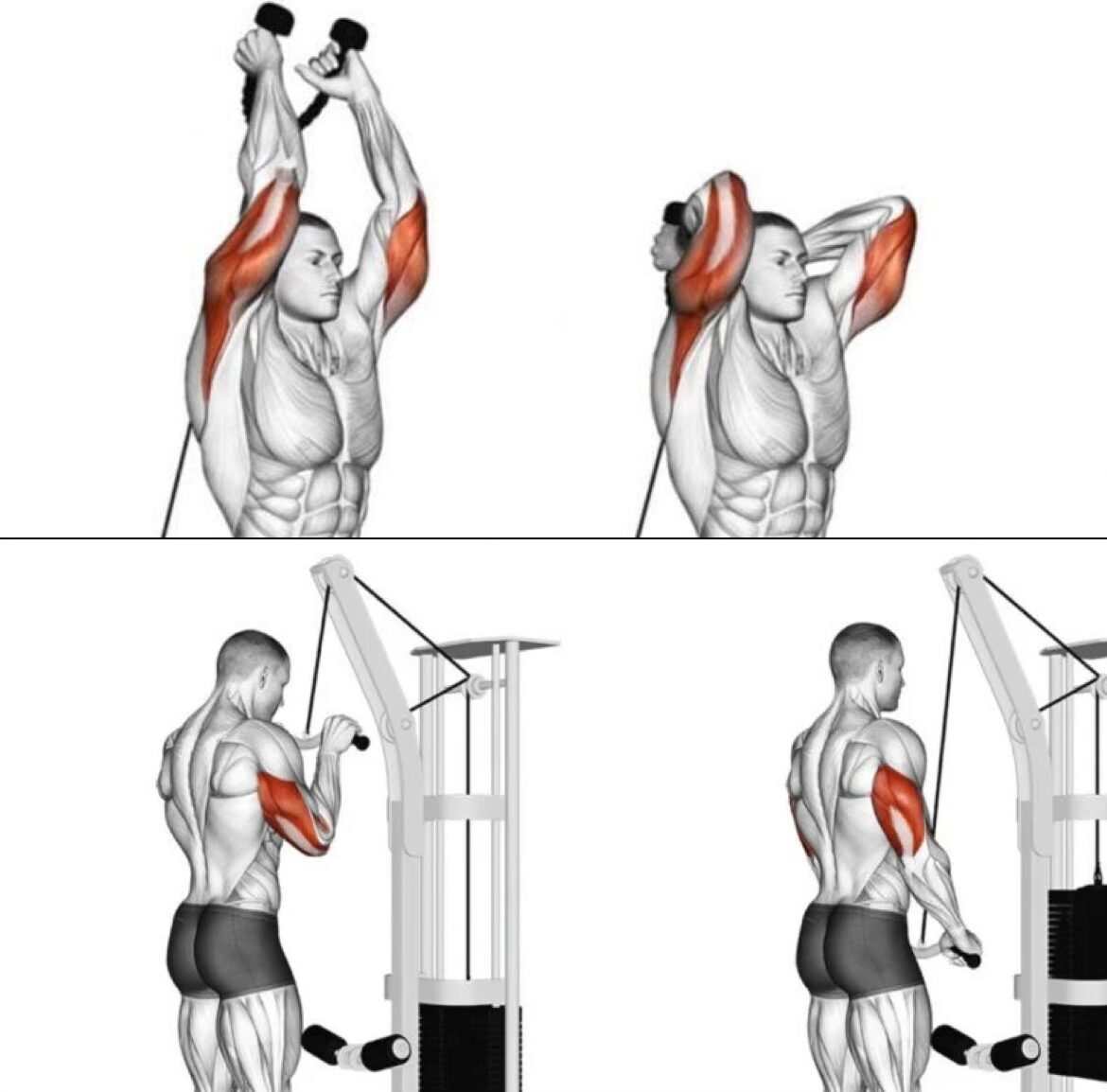 Tricepsová extenzia vs pushdown